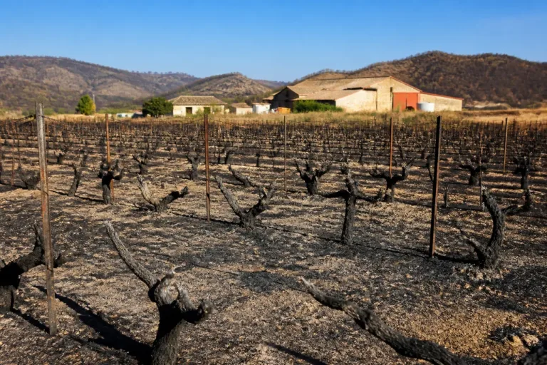 Après l'incendie dans l'Aude, des vignes réduites en cendres et des exploitations fragilisées