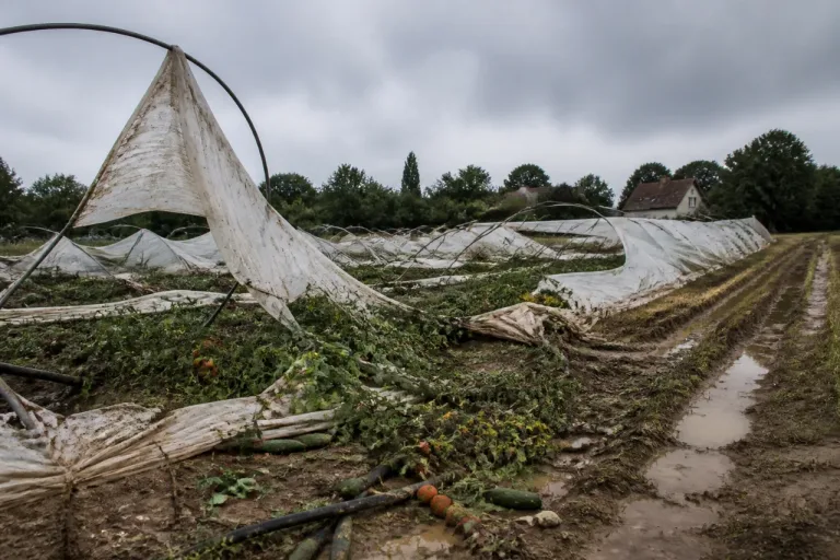 Aux Alluets-le-Roi, une exploitation maraîchère laminée par l’orage et sans filet d’aide