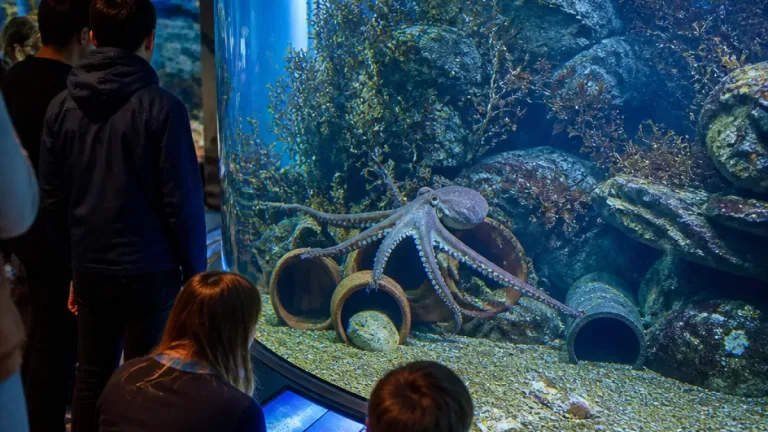 Boulogne-sur-Mer : un poulpe commun observé à Nausicaá dans l’espace « Des Rivages et des Hommes »