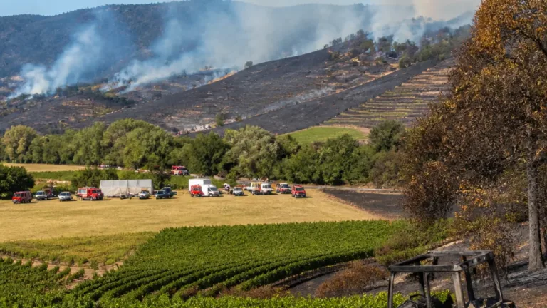 Cahors : un incendie ravage 155 hectares et inquiète les vignobles locaux