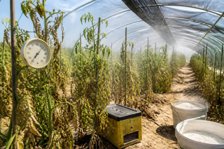 Canicule : à Rixheim, la production de tomates s’étouffe sous la chaleur