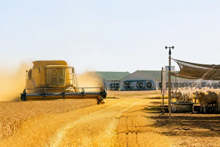 Canicule en Charente-Maritime : élevages éprouvés, moissons précipitées