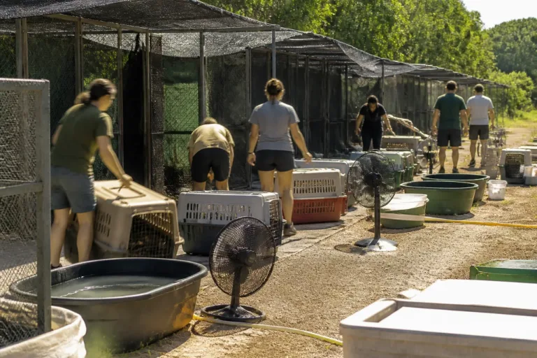 Canicule : le centre Faune Alfort de Mandres-les-Roses submergé par une hausse record d'animaux