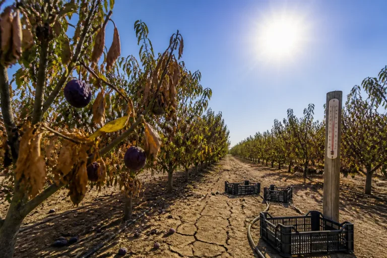 Canicule sur la vallée du Lot: des vergers de pruniers ravagés, la filière pruneau sous tension