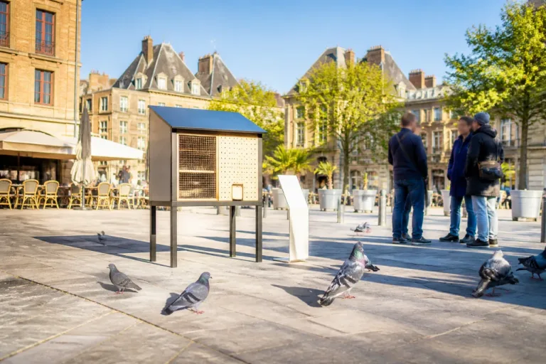 Charleville-Mézières : un pigeonnier contraceptif proposé pour limiter la prolifération des pigeons