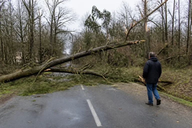 Chazelles: un violent coup de vent abat des arbres et coupe des routes, pas de blessé