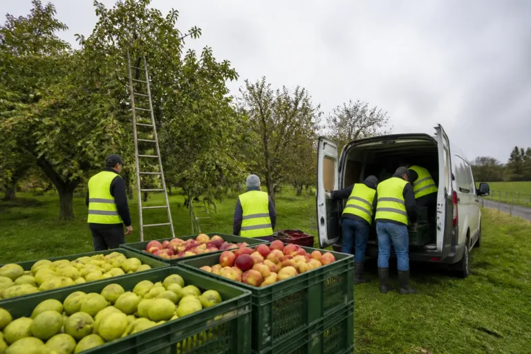 Cueillette solidaire : dans le sud de l’Eure, vos fruits en trop peuvent aider des familles