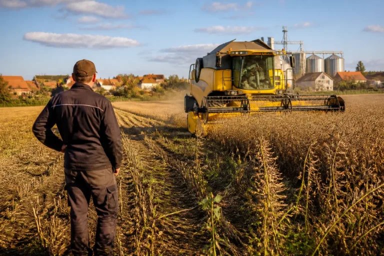 Dans l’Aisne, la moisson du colza s’accélère sous l’effet de la chaleur et du gibier