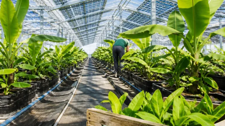 Des pruniculteurs du Lot‑et‑Garonne misent sur la banane française et bio sous serre