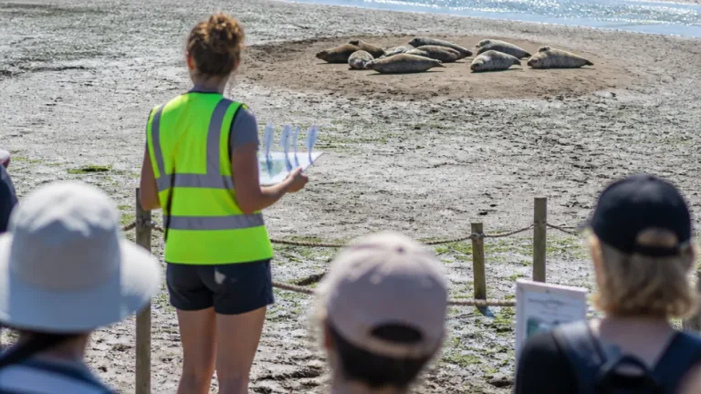 En baie de Somme, la surveillance des phoques face à l'afflux touristique et aux dérangements