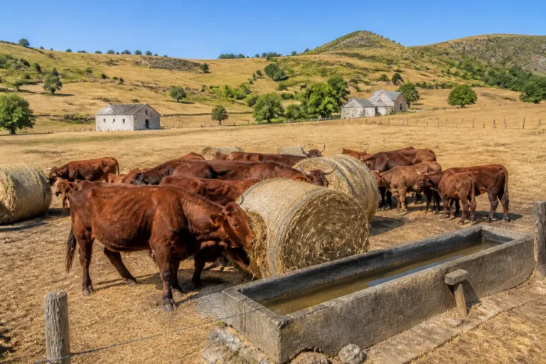 Face aux sécheresses, la filière Cantal-Salers bouscule ses règles pour survivre