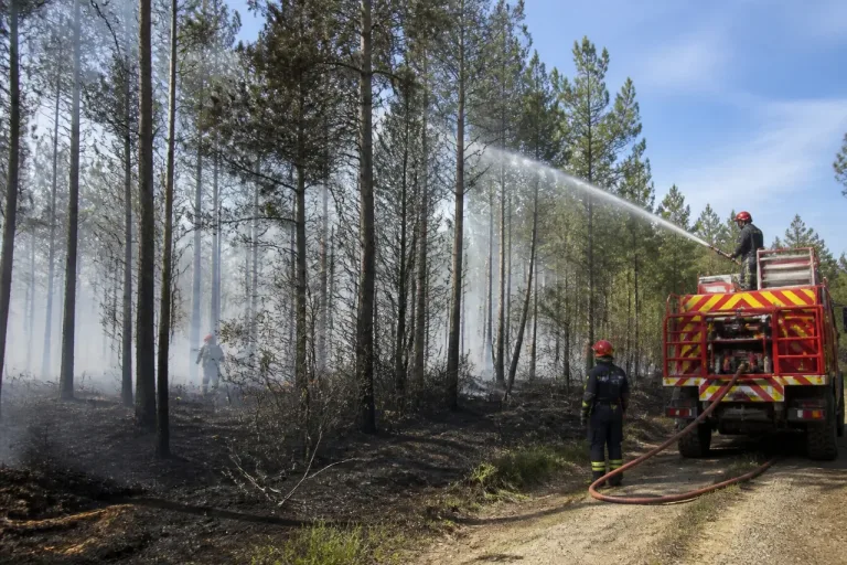 Feu de forêt entre Tigy et Vannes-sur-Cosson : deux hectares brûlés, gros moyens déployés