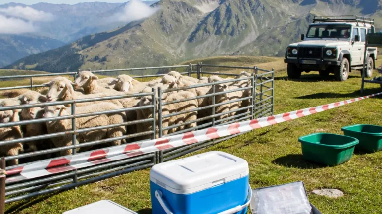 Fièvre catarrhale: 8 foyers confirmés dans les Hautes-Pyrénées, la vaccination en estive s’organise