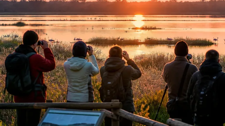 Flamants roses en Dombes : observations en hausse, mais les experts appellent à la prudence