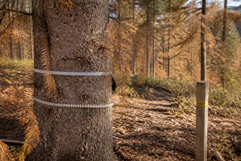 Forêts de l’Ain : l’ONF alerte sur un net ralentissement de la croissance des arbres