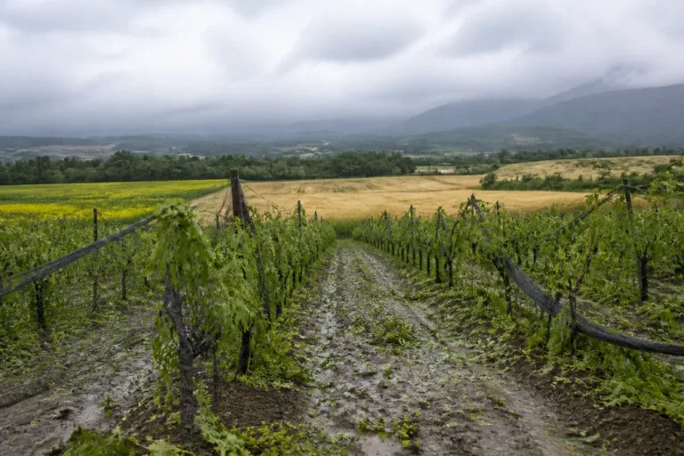 Grêle dans la vallée de Remollon : viticulture sinistrée, pertes jusqu’à 80 %