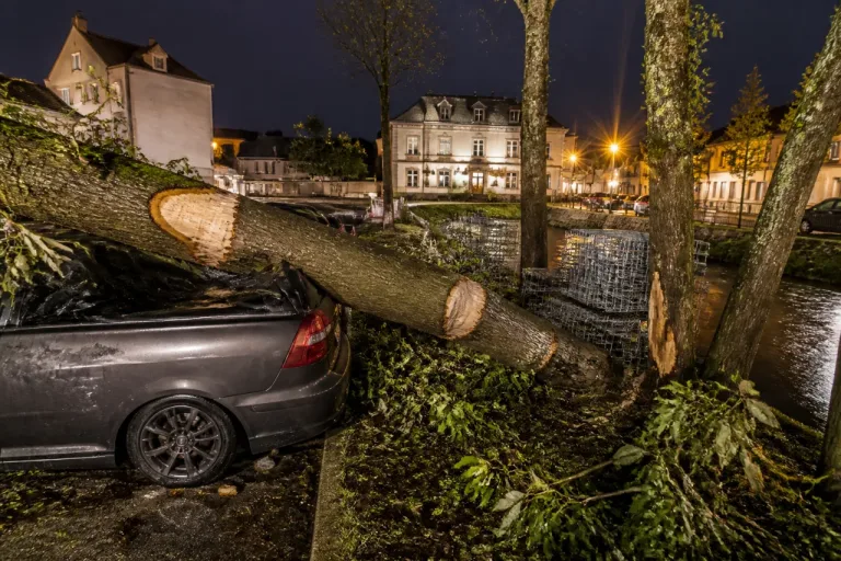 Herrlisheim : un castor fait tomber un arbre et endommage une voiture en centre-ville