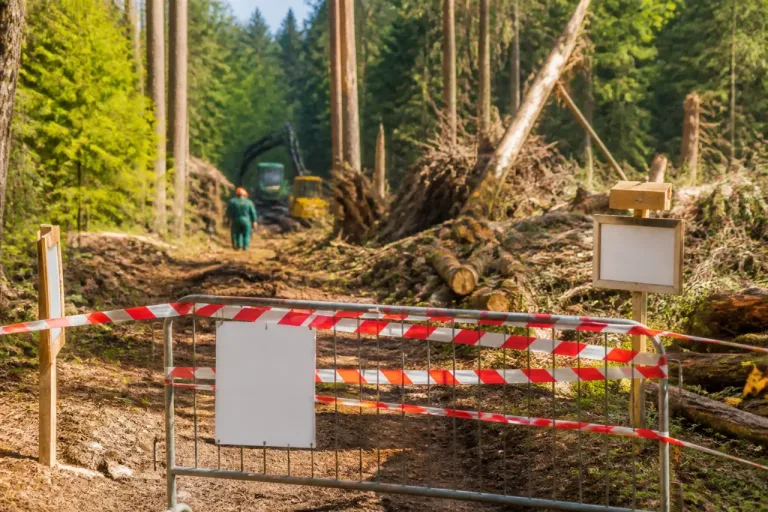 Holnon : le bois fermé au public après le violent coup de vent, le Trail menacé