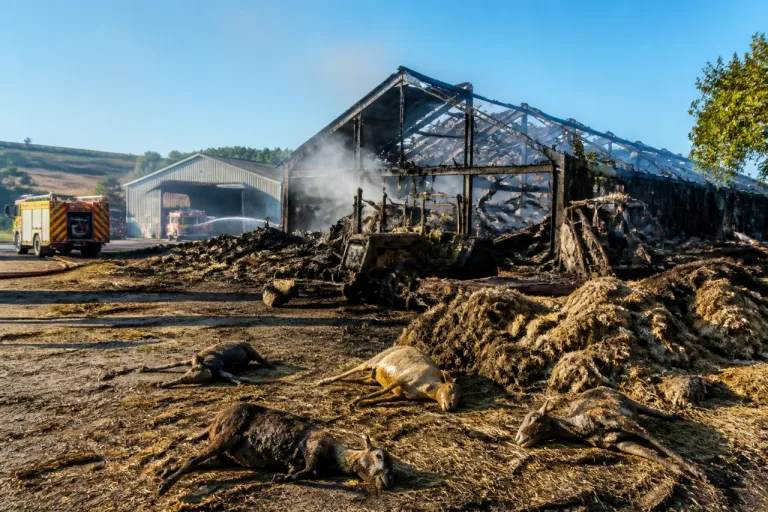 Incendie à Conques-en-Rouergue : un bâtiment ravagé, 300 chèvres périssent