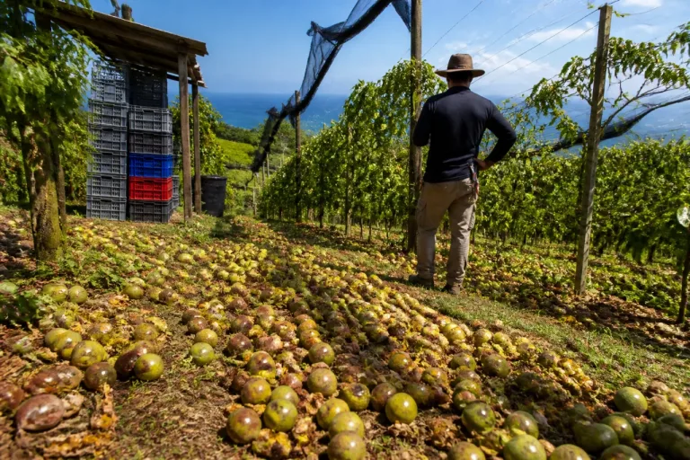 La filière maracuja en Martinique : comment un fruit prisé a presque disparu des étals