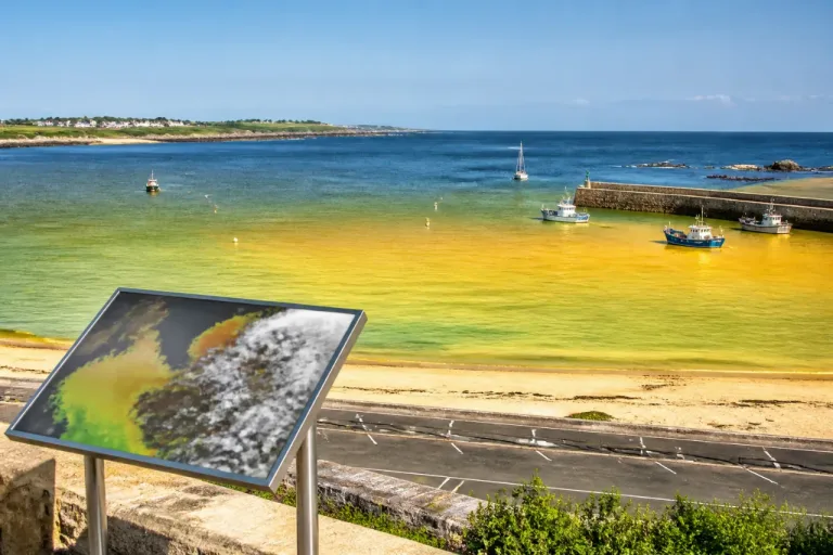 La Manche touchée par une vague de chaleur marine « extrême », alerte le Met Office