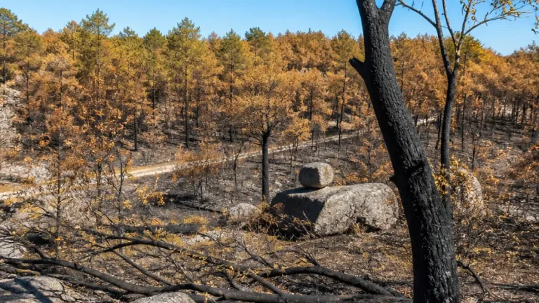 La Région Île‑de‑France se porte partie civile après le gigantesque feu de Fontainebleau