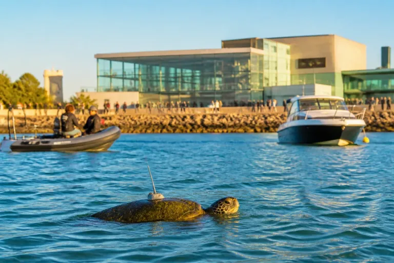 La Rochelle : l’Aquarium célèbre la 400e tortue soignée, un signal pour la mer