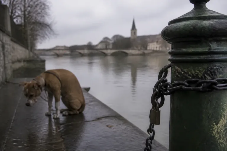 Maltraitance animale près de la Marne : une maîtresse-chien condamnée en son absence