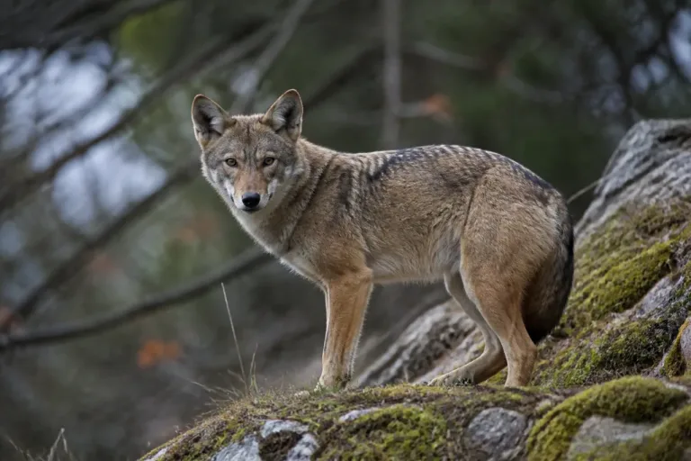 Massif du Jura : l’installation du chacal doré se rapproche, selon une étude suisse