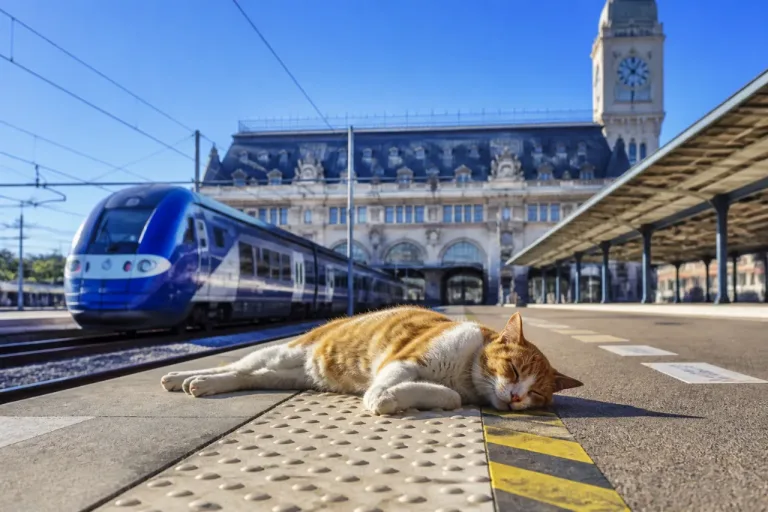 Mort d’un chat à la gare de Lyon: la SNCF défend son délai de 20 minutes