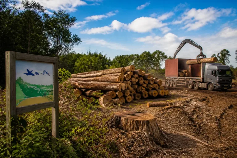 Morvan : une coupe rase en site Natura 2000 interroge, des grumes expédiées vers la Chine
