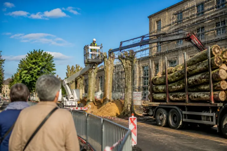 Moulins : douze platanes supprimés cours de Bercy pour l’hélistation de l’hôpital