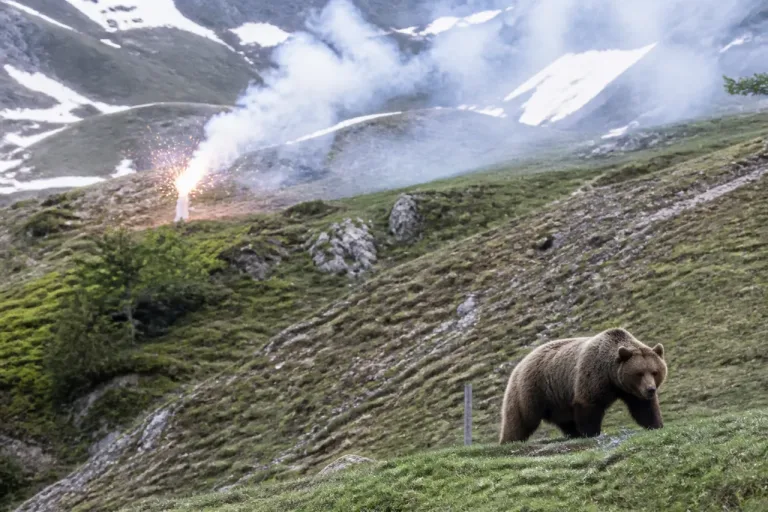 Ours en Ariège: One Voice attaque en urgence de nouveaux tirs d’effarouchement