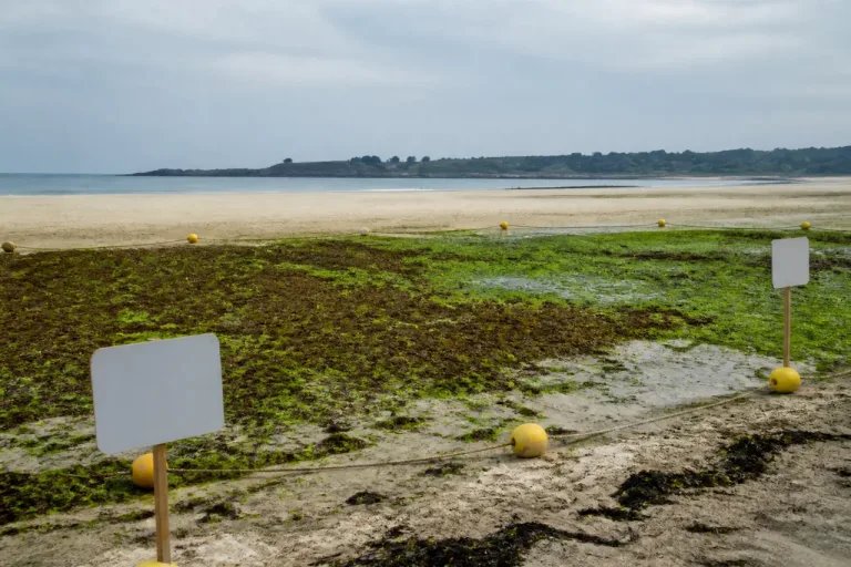 Plévenon: une zone de la plage de Château-Serein interdite en raison d’algues en décomposition
