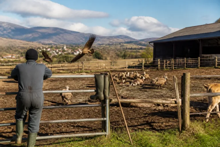 Pyrénées-Atlantiques : des éleveurs en colère face à des attaques croissantes de vautours