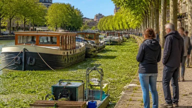 Rennes : des péniches étouffées par la jussie et l’élodée sur la Vilaine