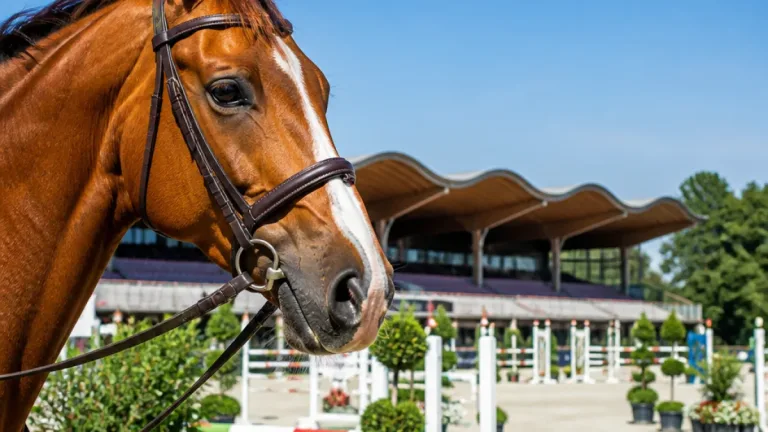 Saint-Lô : le Normandie Horse Show s’installe quinze jours au pôle hippique