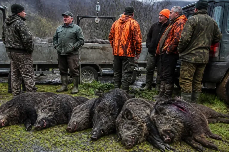 Sangliers en Ardèche : réguler sans relâche, malgré un record d’abattages