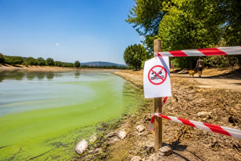 Canicule : prolifération de cyanobactéries dans de nombreux plans d'eau, risques pour la santé et l'environnement