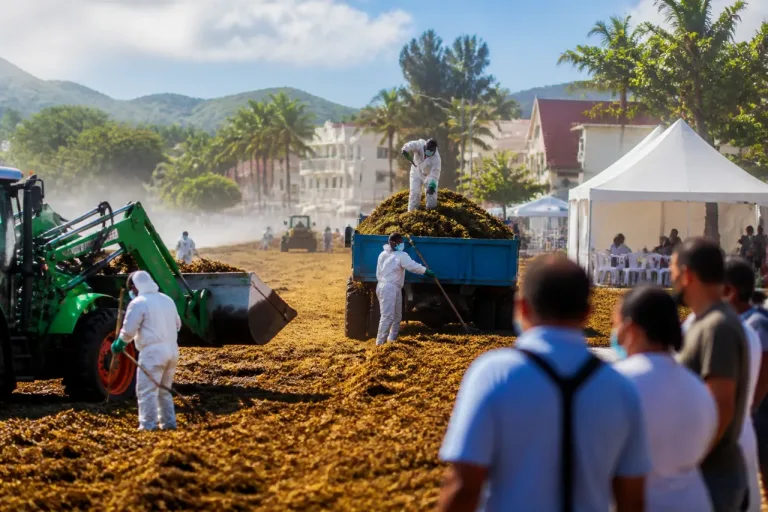 Sargasses aux Antilles : situation critique en Martinique, onze communes touchées