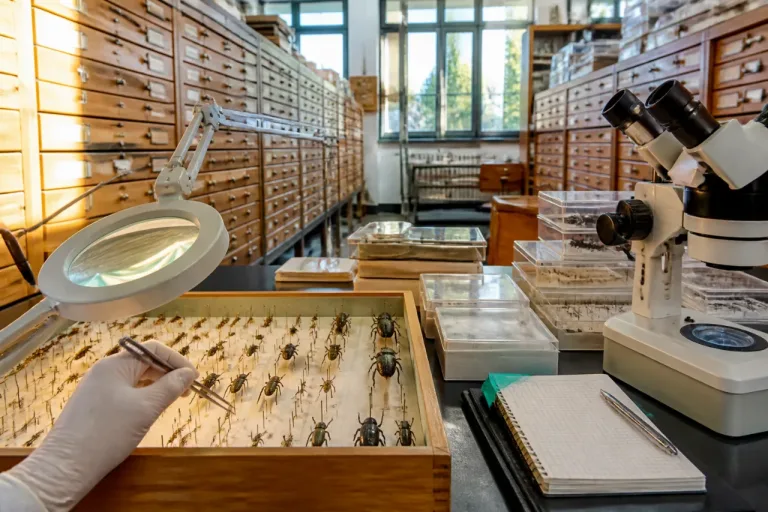 La Terre abriterait entre 14 et 20 millions d'espèces d'insectes, bien plus qu'estimé