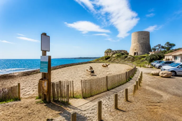 Toulon : une nouvelle cani-plage de 2 000 m² ouverte près de la Tour Royale