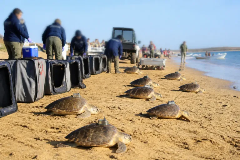 Trente-trois tortues caouannes relâchées depuis l'Île de Ré, 10 balises Argos posées