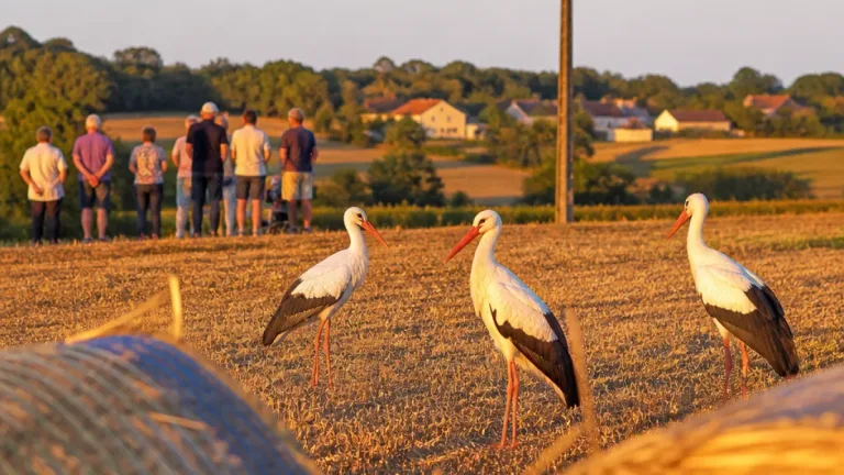 Trois cigognes font une halte remarquée à Bouëx lors de leur migration