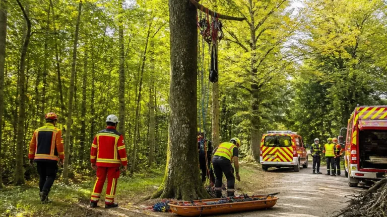 Un élagueur de 67 ans meurt perché dans un arbre à Lalobbe