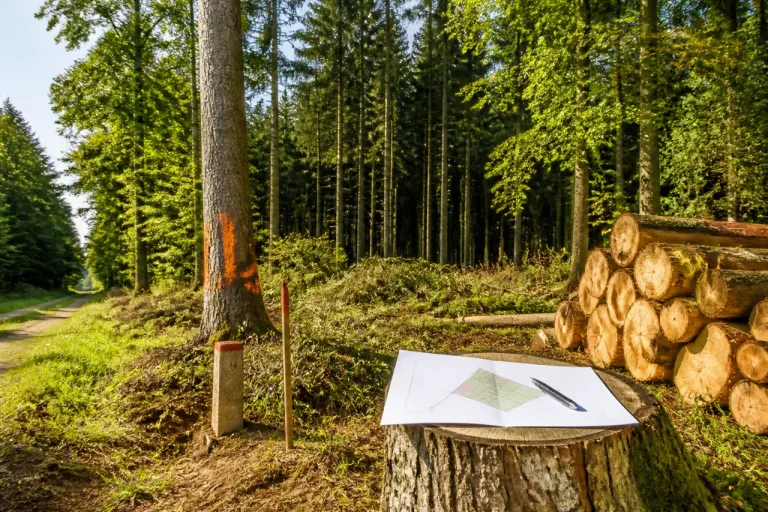 Un fonds privé acquiert 109 hectares de forêt à Bransat dans l'Allier