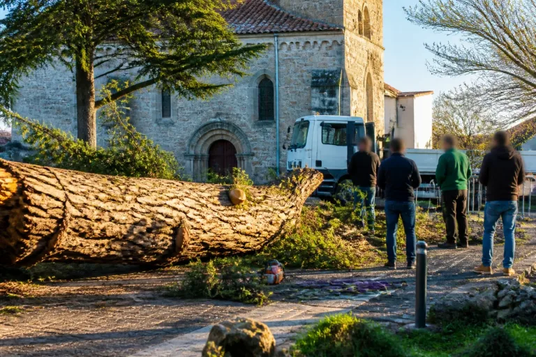 Un pin centenaire s’effondre au pied de l’église des Moutiers‑en‑Retz