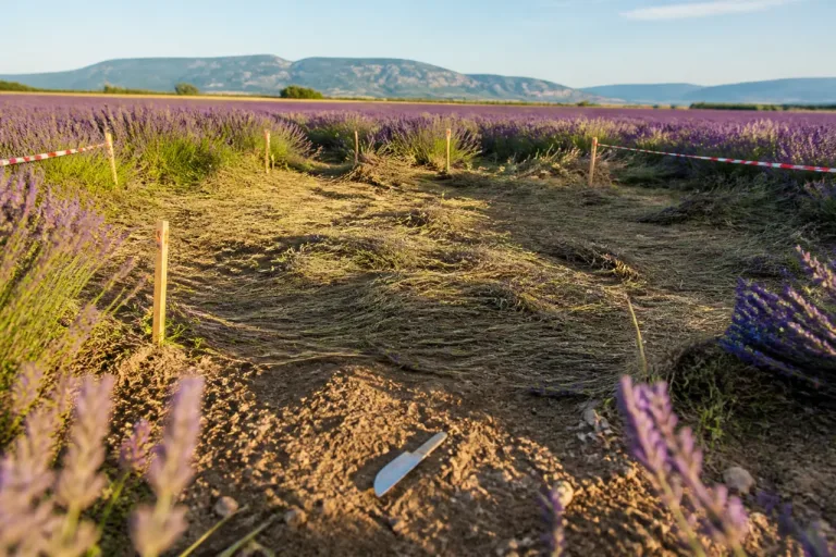 Valensole, été 1965 : le dossier OVNI qui hante toujours la Provence