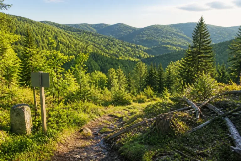Wildenstein sanctuarise 145 ha de forêt pour 99 ans afin de préserver une haute valeur écologique